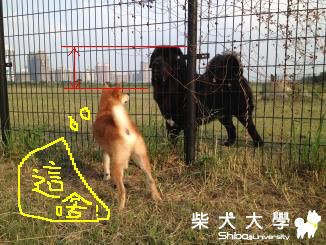 醃強頭前溪狗公園~遇到姚明(原發表者:10R阿福)(相簿)