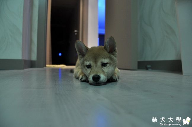 帕克隨手拍(原發表者:帕克)(相簿)