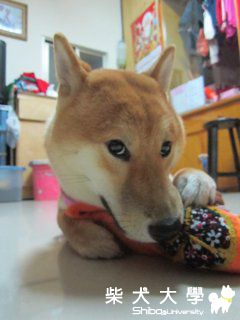 專一的澎將(原發表者:澎將哥)(相簿)