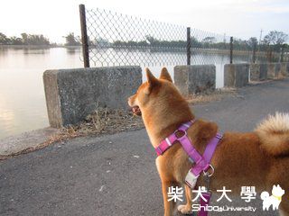 走在回鄉下的路上(原發表者:澎將哥)(相簿)