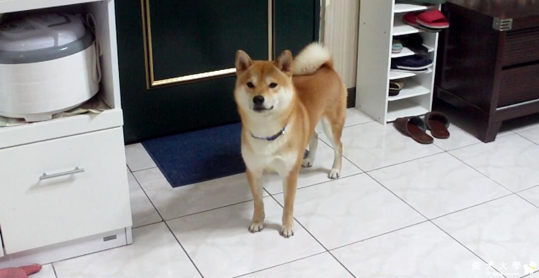 牠聽得懂我們的話~柴犬吉谷- HD(原發表者:吉谷家)(影片)