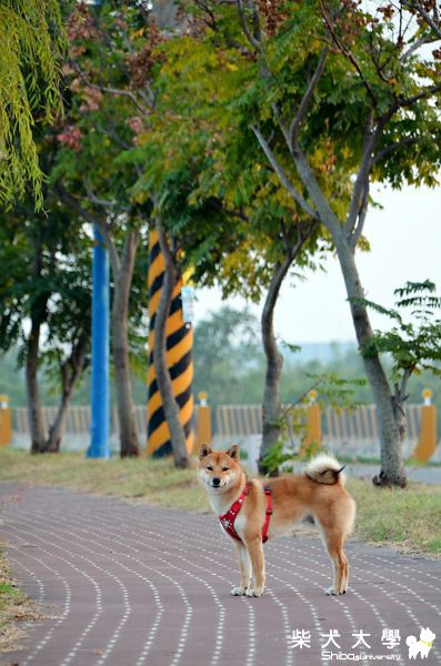 大膽放手不牽繩散步(原發表者:Nicky拔)(相簿)