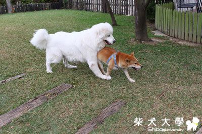 100號牧場～和大白熊一起玩(原發表者:大福家)(相簿)