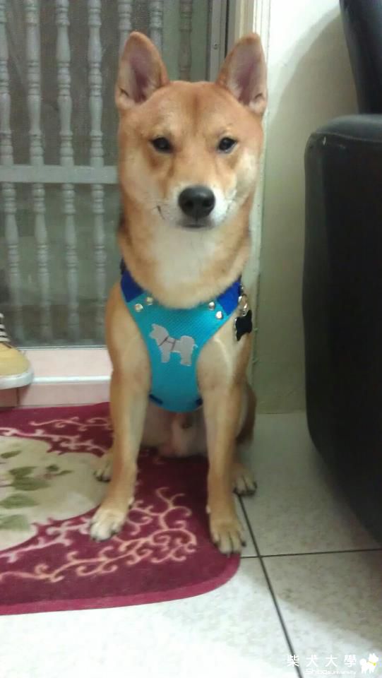 Caesar來分享近照囉 ~(原發表者:王雅雅)(相簿)