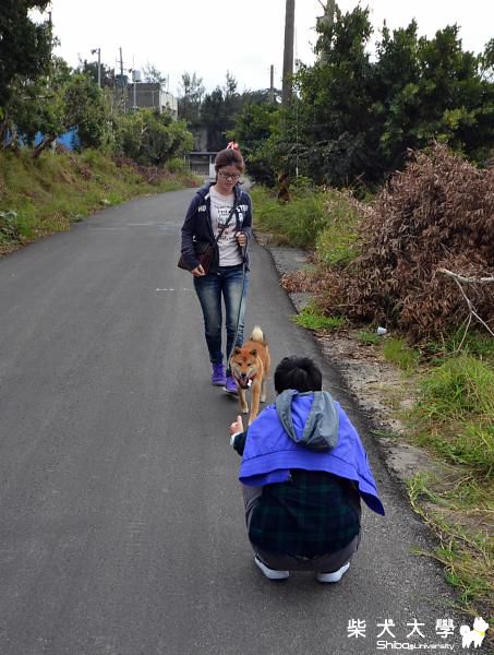 50件柴柴一生必做的事之Nicky沙灘放繩陰天篇(原發表者:Nicky拔)(相簿)