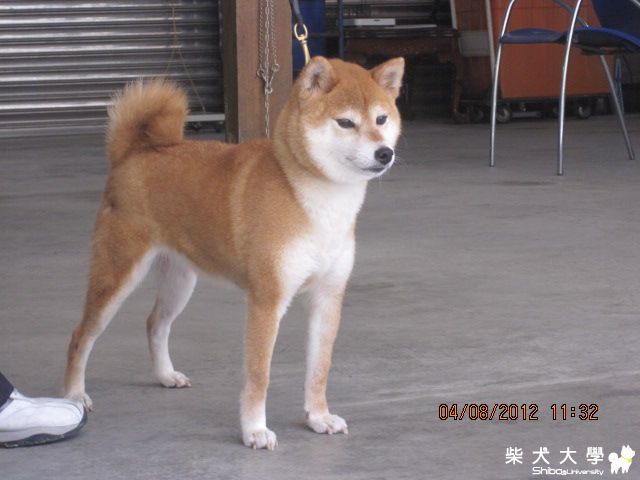 禾風犬舍最新仔犬資訊(原發表者:禾風柴犬)(相簿)