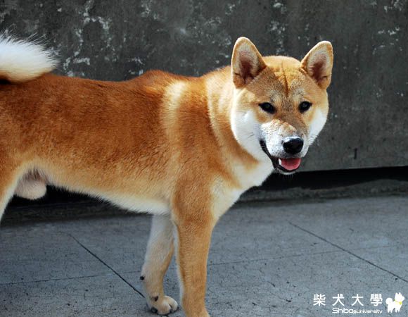 8KEN頂樓籃球篇(原發表者:八健一郎)(相簿)