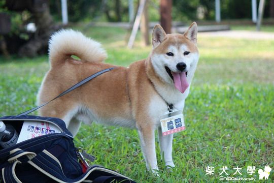 咪醬近況(原發表者:咪醬媽)(相簿)
