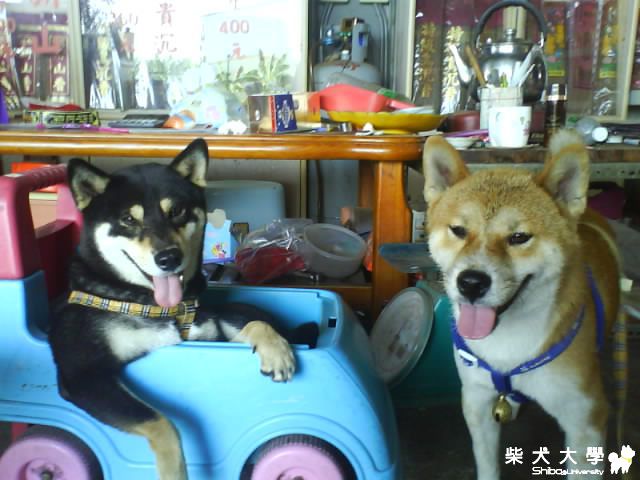 咪嚕&小豬的五隻熊!(原發表者:cady_226)(相簿)