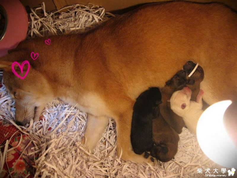 太美滿了!!!終於全體健康(原發表者:NANA麻麻)(相簿)