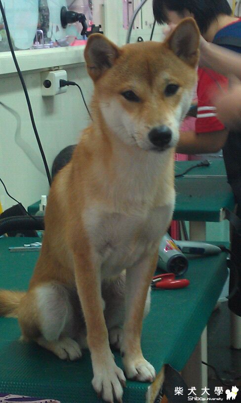 柴哥剃毛啦~(原發表者:DuckSu)(相簿)