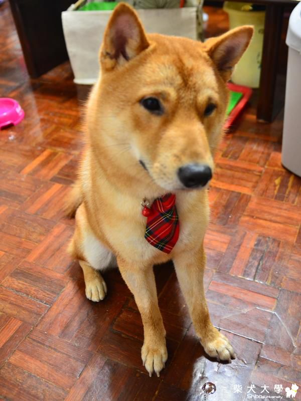 阿財的領帶(原發表者:bgn357)(相簿)