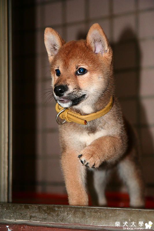 Nice好久沒跟大家見面了....^___^(原發表者:nice)(相簿)