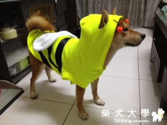 秋天的柴裝~醃強蜂,島輝蜂(原發表者:10R阿福)(相簿)