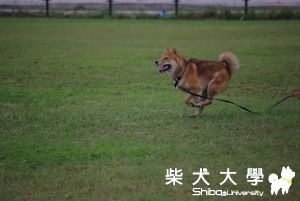 yogi的快樂分享~新竹頭前溪寵物公園.(原發表者:yogi-媽)(相簿)