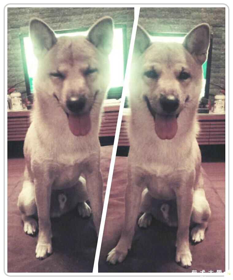 學豬叫...(原發表者:WallisLiu)(相簿)