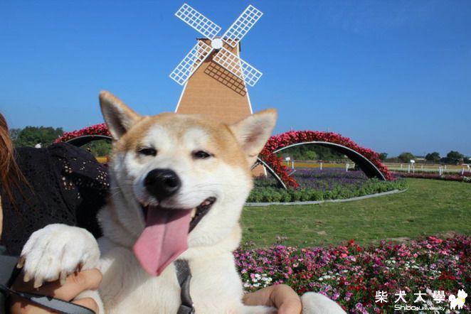 咪醬新社賞花去(原發表者:咪醬媽)(相簿)