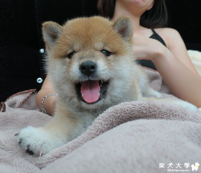 球球‧洗香香沐浴篇(原發表者:球球a麻)(相簿)