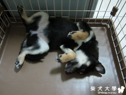 艾莉絲睡姿大公開(原發表者:愛拔拔)(相簿)