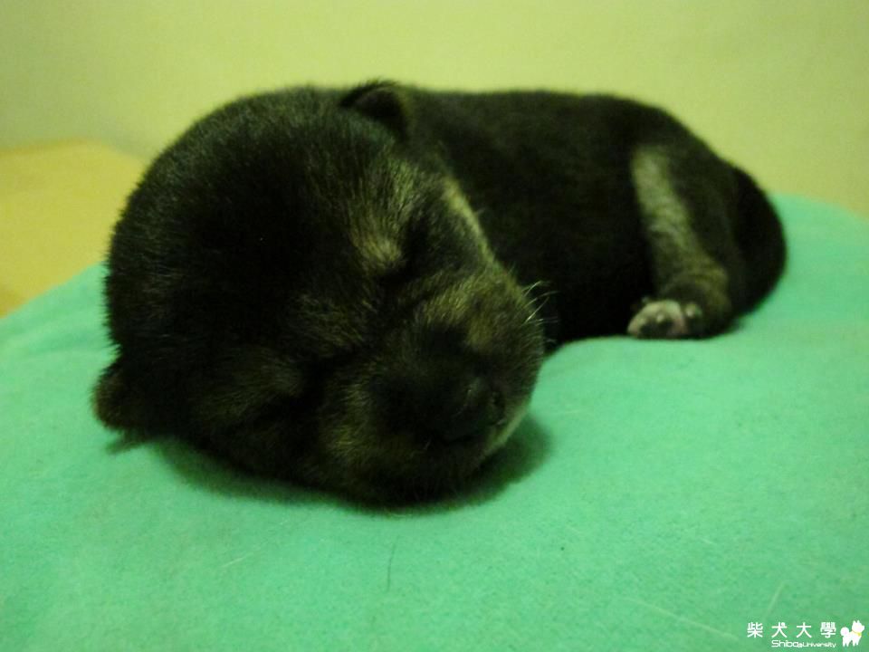 一暝大一吋!~~~~(原發表者:NANA麻麻)(相簿)