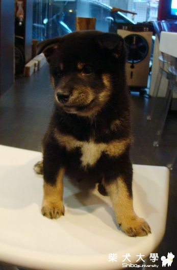 睡了一覺,小柴的耳朵就立起來了(原發表者:一驥家)(相簿)