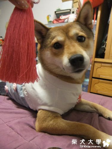 嗨啾 ♥ 與我的新朋友(原發表者:Nini麻咪)(相簿)