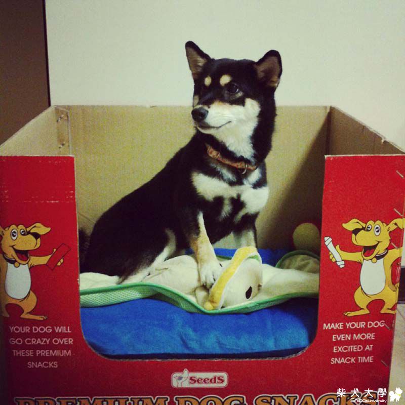 好市多牌新床(原發表者:phyllisshun)(相簿)