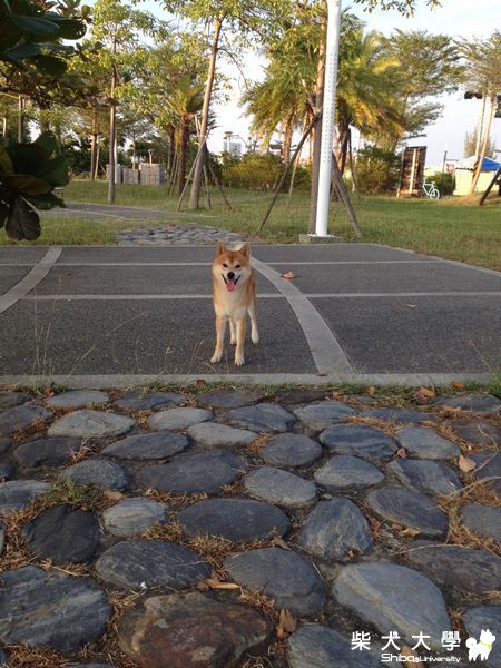 Qちゃん近期拍拍(原發表者:雨過得彩虹)(相簿)