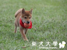 元元長大拉(原發表者:元元2)(相簿)