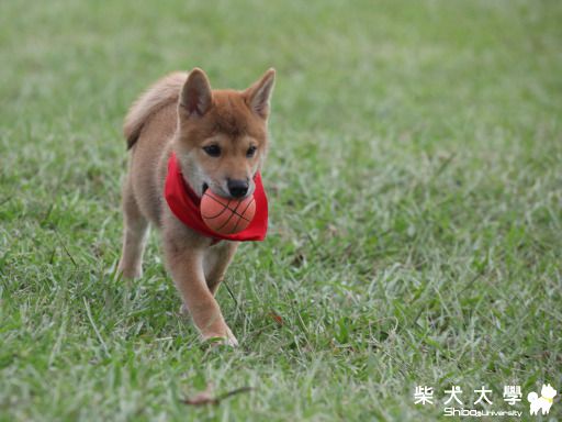 元元成長紀錄(原發表者:元元2)(相簿)