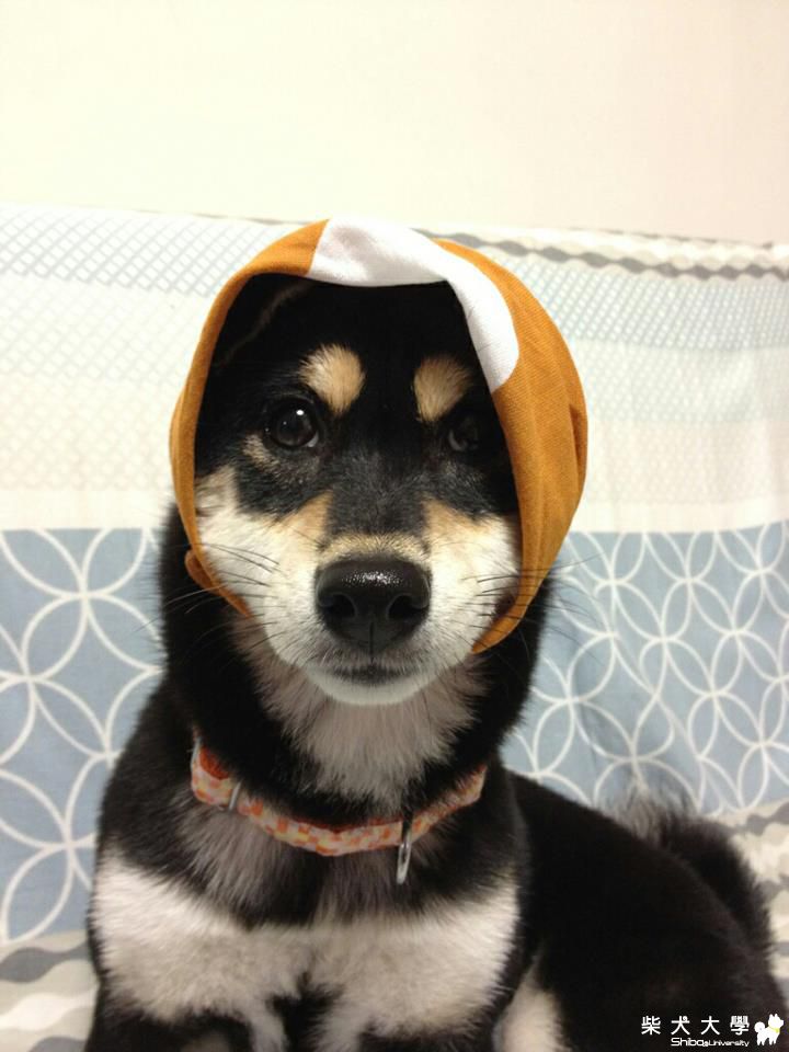 開喜柴犬(原發表者:phyllisshun)(相簿)