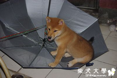 yogi~兩個半月大皮樣(原發表者:yogi-媽)(相簿)