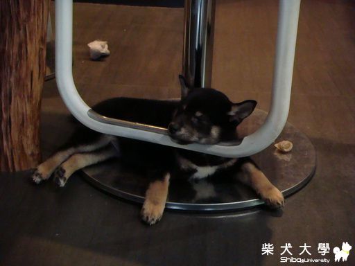 瞌睡蟲來了(原發表者:一驥家)(相簿)