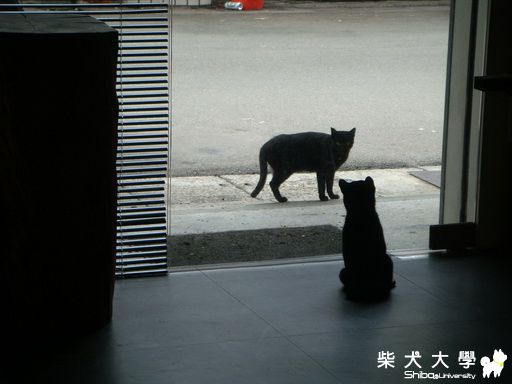 是狗?是貓?傻傻分不清楚(原發表者:一驥家)(相簿)