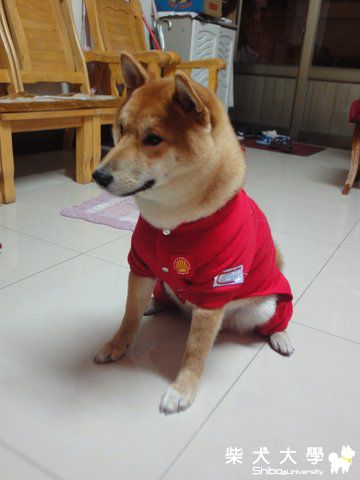 柴界舒馬克~(原發表者:澎將哥)(相簿)