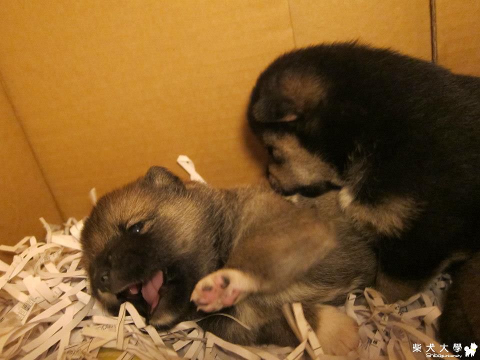 越長越大嚕!~~開始活潑亂跳了!!(原發表者:NANA麻麻)(相簿)