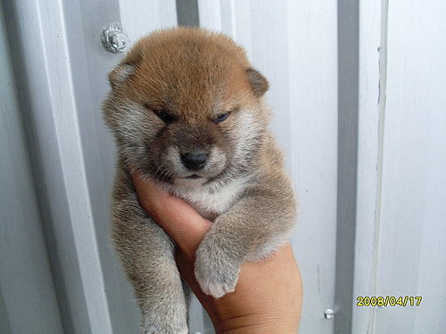 舍內〝天乙之錦龍※高之明姬〞所生赤幼公(原發表者:明佳莊)(相簿)