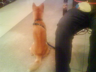 大家的柴柴會這在人家腳上尿尿嗎?!(原發表者:mimi)(體能訓練)