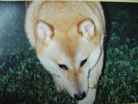 分享我們家第一隻柴柴的故事(原發表者:桃小熊)(綜合討論)