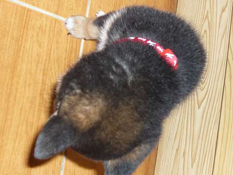 幼犬換毛適合吃黑芝麻嘛?(原發表者:g011602)(綜合討論)