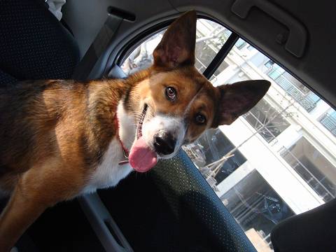 愛跳車的球球(原發表者:可愛球球)(綜合討論)