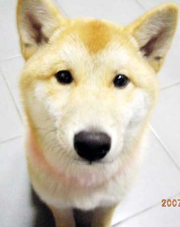 SHIBA INU PARK【前傳】(原發表者:屁屁麻)(綜合討論)