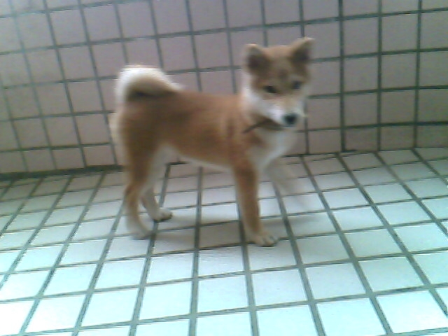 比路小時候＆身世(原發表者:doguni)(綜合討論)