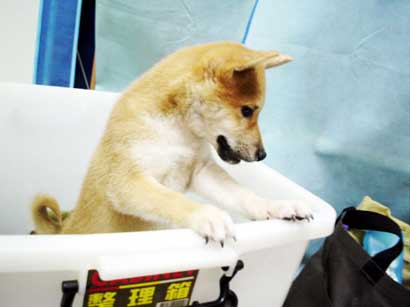 SHIBA INU PARKⅠ(原發表者:屁屁麻)(綜合討論)