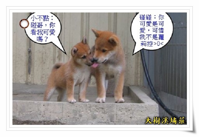 夏日消暑趣(原發表者:unkikicoco)(相簿)