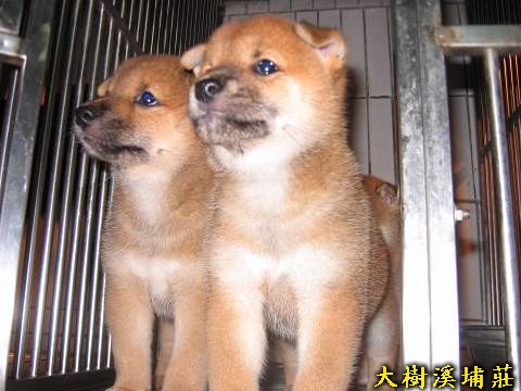 5/30生兩赤母一赤公(7/14更新照片)(原發表者:unkikicoco)(相簿)