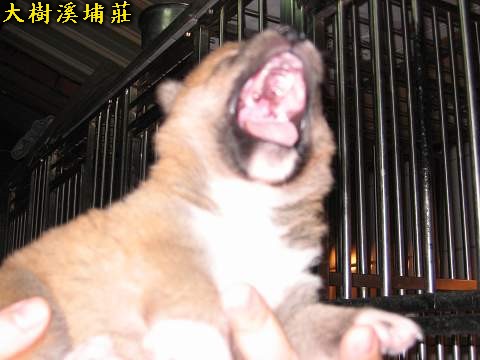 6/22出生一赤公一赤母(原發表者:unkikicoco)(相簿)