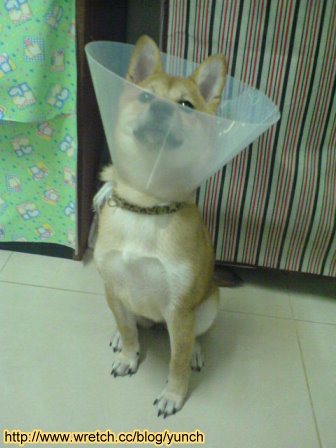 不知道大家的柴柴會不會這樣～直挺挺的看著你(原發表者:鴨子)(綜合討論)