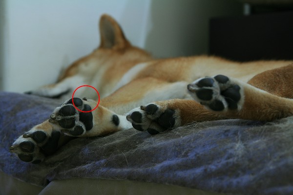 請問你們家柴柴指甲是黑灰色的還是白的?(原發表者:寶貝拔)(環境管理)