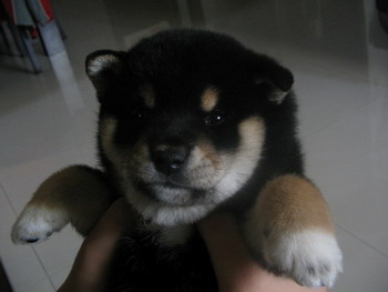 與豆堵第一次相遇(原發表者:豆堵麻)(綜合討論)